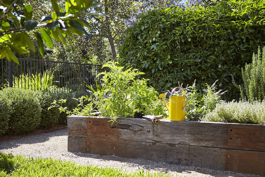 Lush herb garden