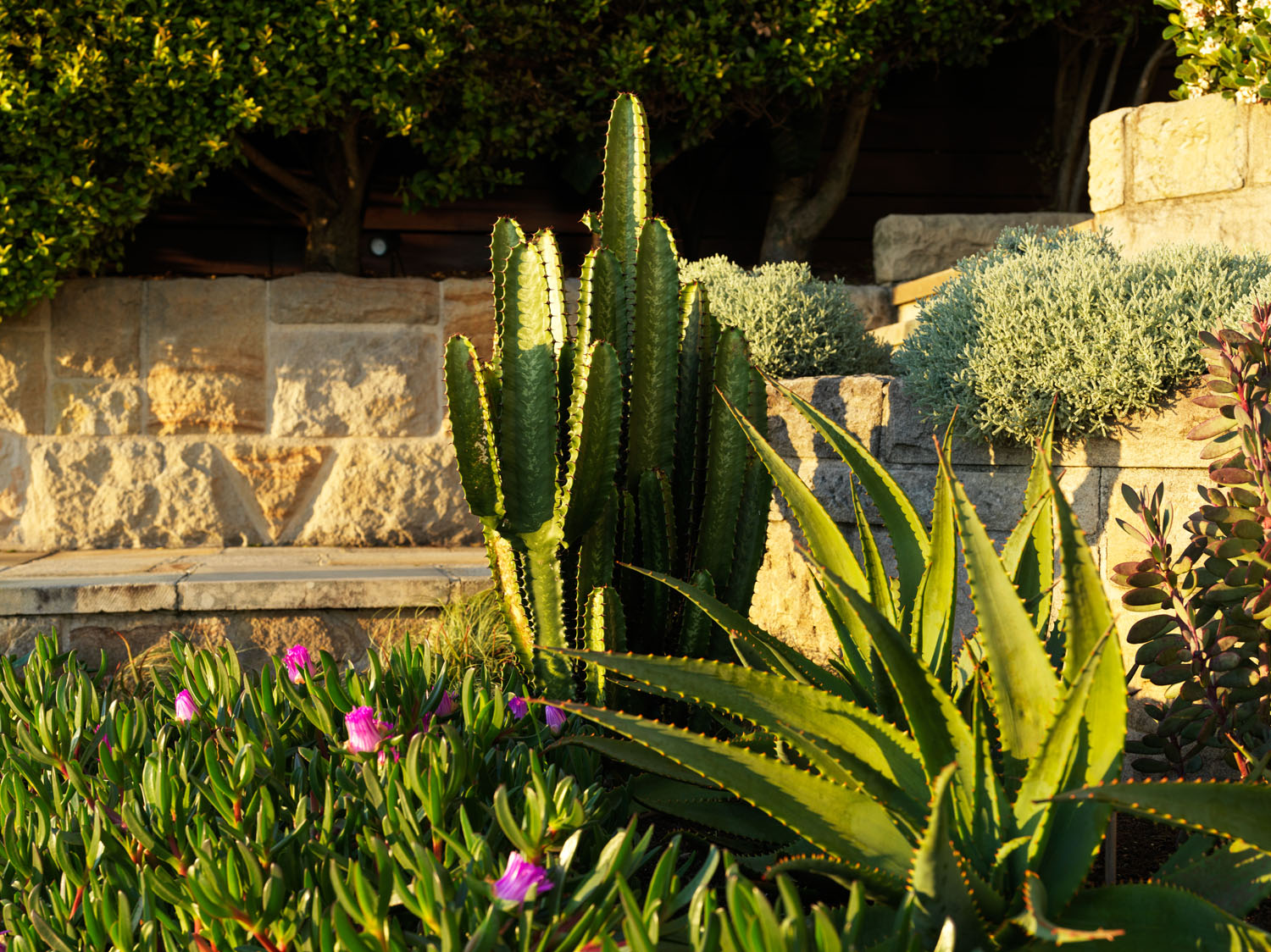 The Opuntia ‘Burbank Spineless’ and Santolina chamaecypariss were chosen for their distinctive forms while the Carpobrotus glaucescens provides brilliant bursts of pink among the greenery